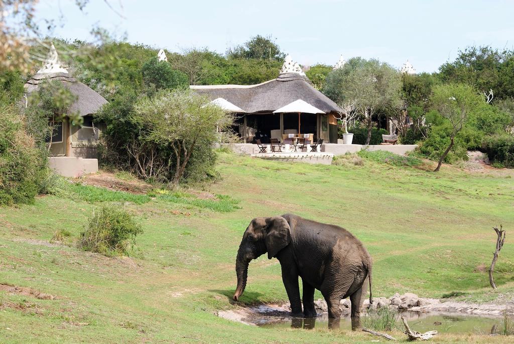 Safari Lodge- Reserva de Amakhala Exterior foto